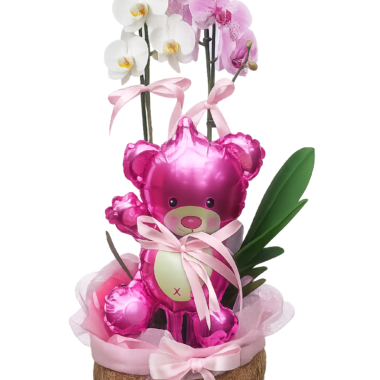 Σύνθεση Δώρου με Διπλή Ορχιδέα & Ροζ Αρκουδάκι Μπαλόνι