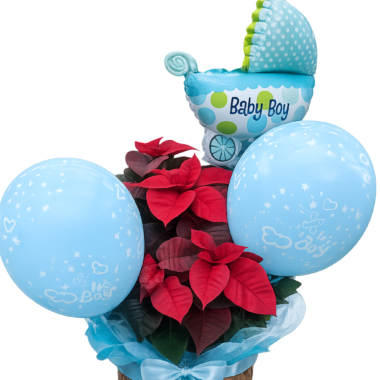 Σύνθεση Αλεξανδρινό “Baby Boy” με Μπαλόνια