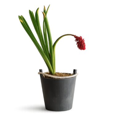 Διακοσμητική Σύνθεση με Κόκκινο Άνθος σε Μαύρο Γλαστράκι