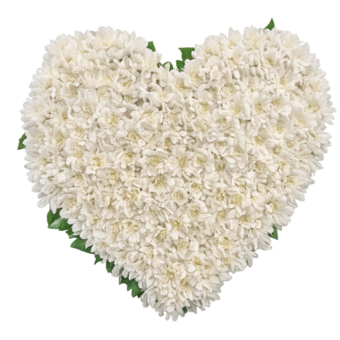 Καρδιά Λευκών Χρυσανθέμων